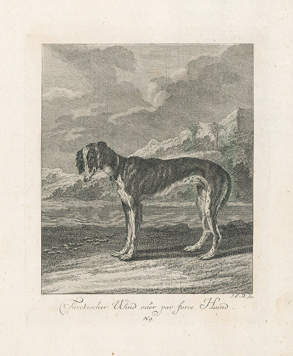 Johann Elias Ridinger – Turecký pes