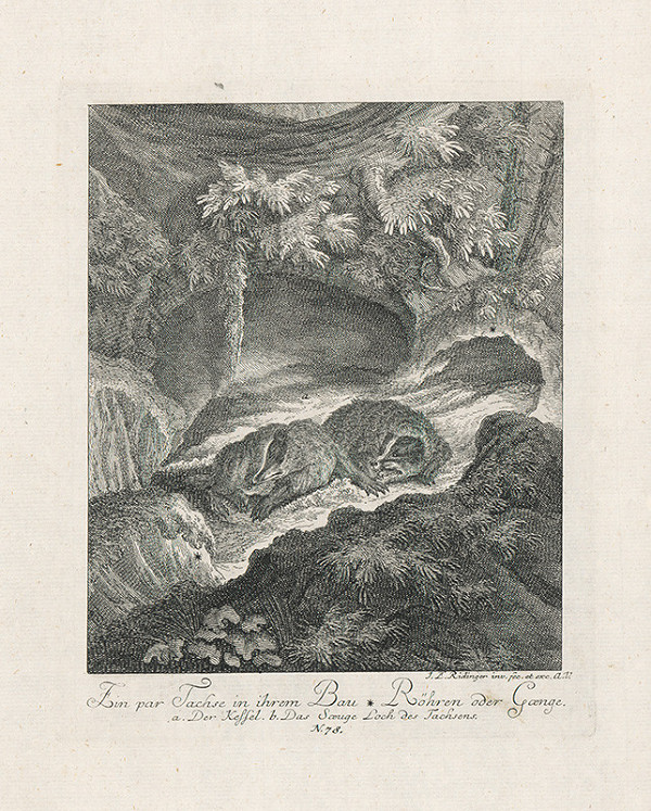 Johann Elias Ridinger – Jazvečíci 