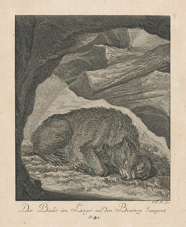 Johann Elias Ridinger – Spiaci medveď 