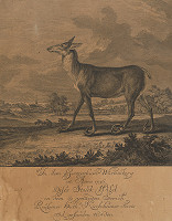 Johann Elias Ridinger – Srnec 