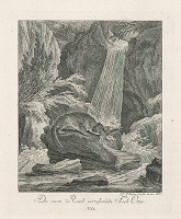 Johann Elias Ridinger – Loviaca ondatra 