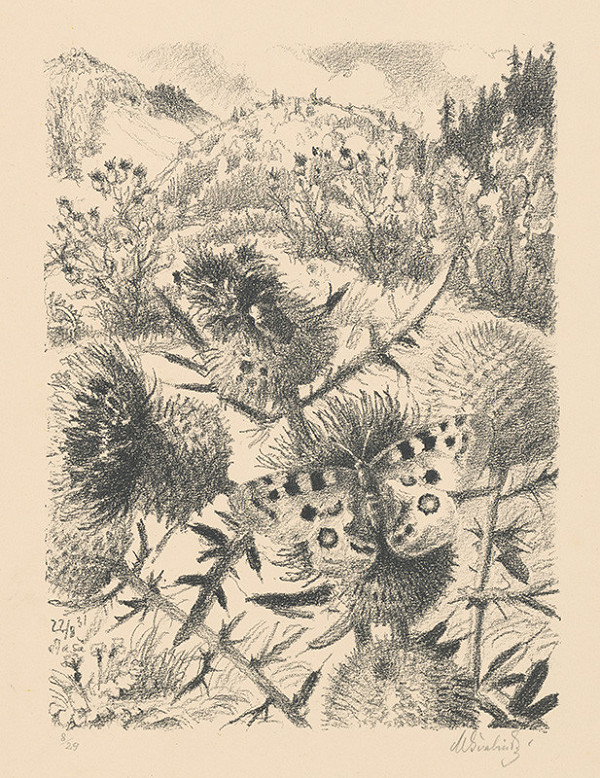 Max Švabinský – Parnassius Apollo tmavý 