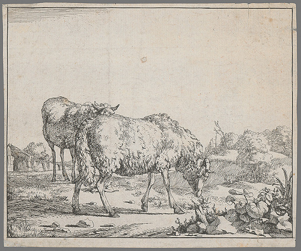 Západoeurópsky maliar zo 17. storočia – Ovce
