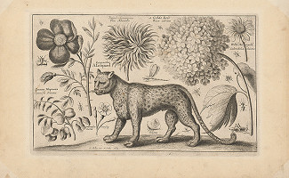 Václav Hollar – Leopard 