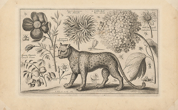 Václav Hollar – Leopard