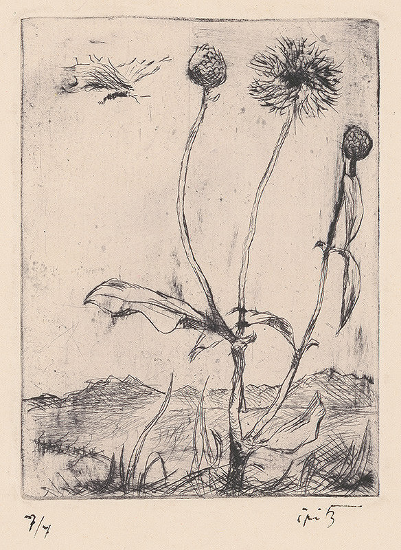 Ernest Špitz – Kvitnúci bodliak