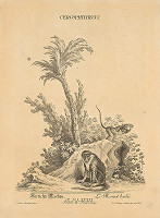 Johann Elias Ridinger, Lazarus Röting – Cercophitecus 