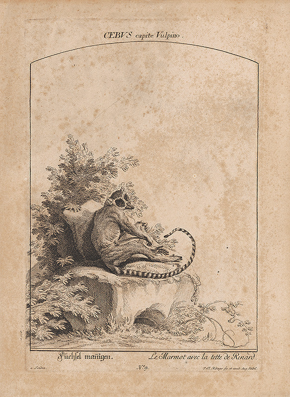 Johann Elias Ridinger – Cebus capite vulpino 