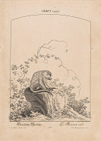 Johann Elias Ridinger – Cebus Viridis 