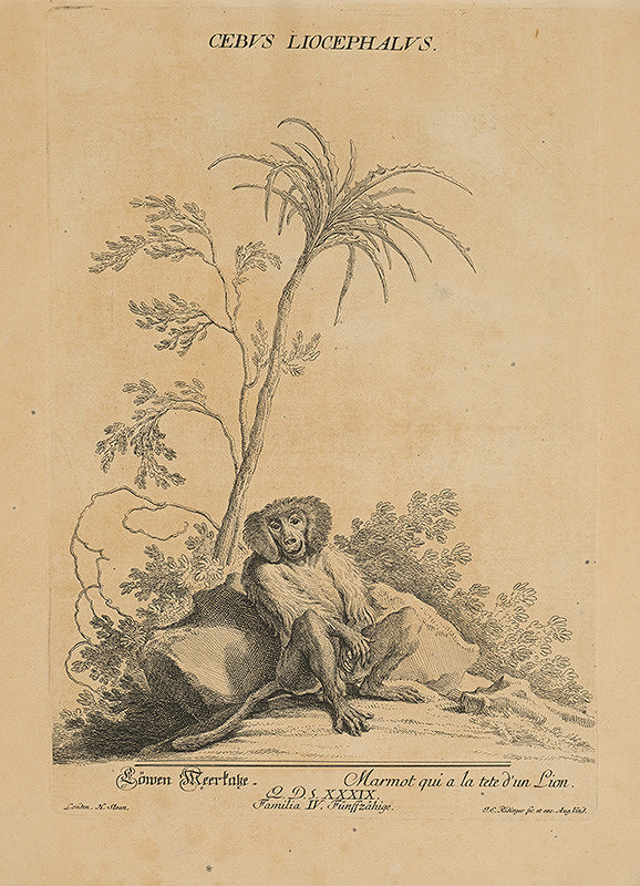 August Vindel, Johann Elias Ridinger – Cebus Liocephalus
