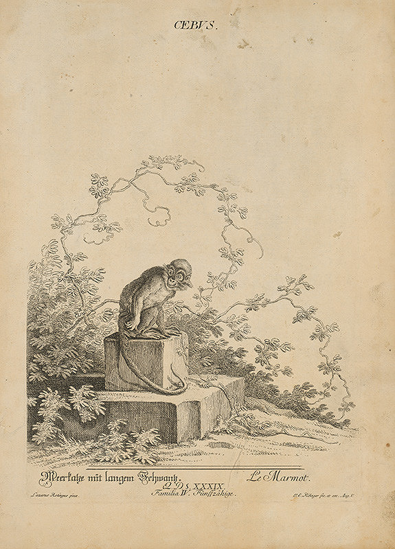 Johann Elias Ridinger, Lazarus Röting – Cebus 