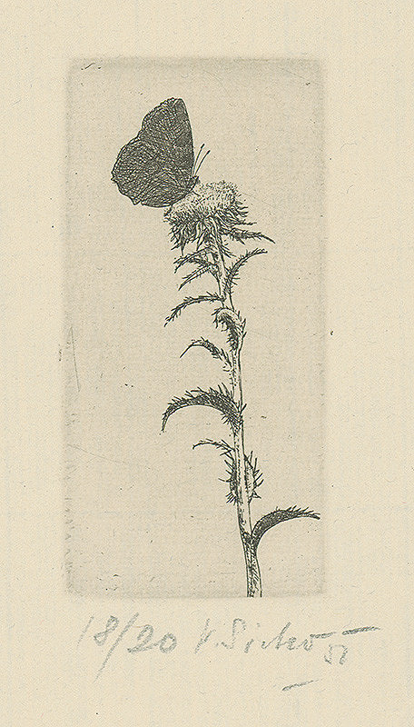 Václav Sivko – Babočka bodláková 