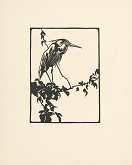 Norbertine von Bresslern-Roth – Volavka popolavá 