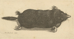 Václav Hollar – Krt 