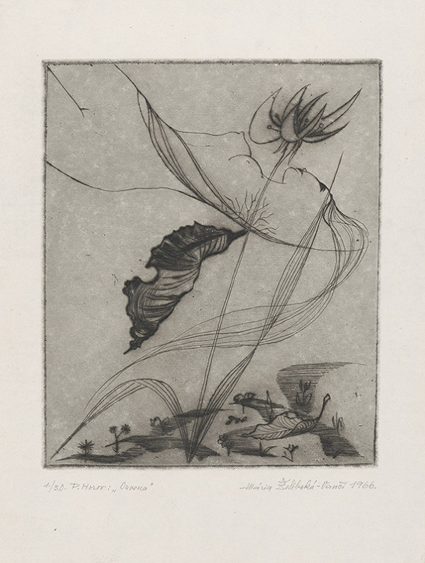 Mária Želibská – Ozvena