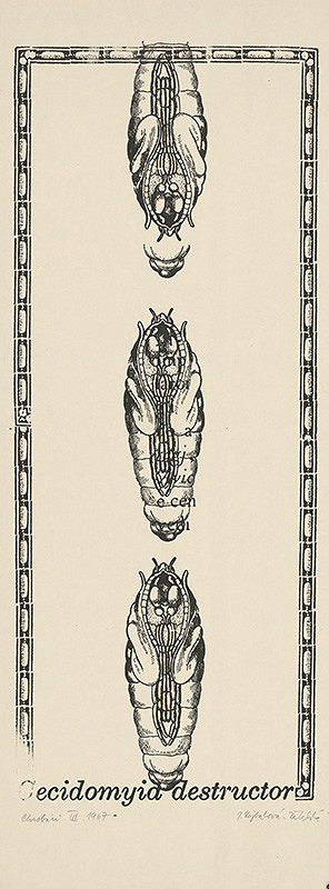 Jana Želibská – Chrobáci III. 