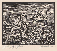 Johannes Brauer – Schwäne 