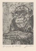 Johannes Brauer – Schimpanse 