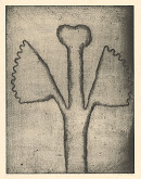 Miloš Ševčík – Rastlina 