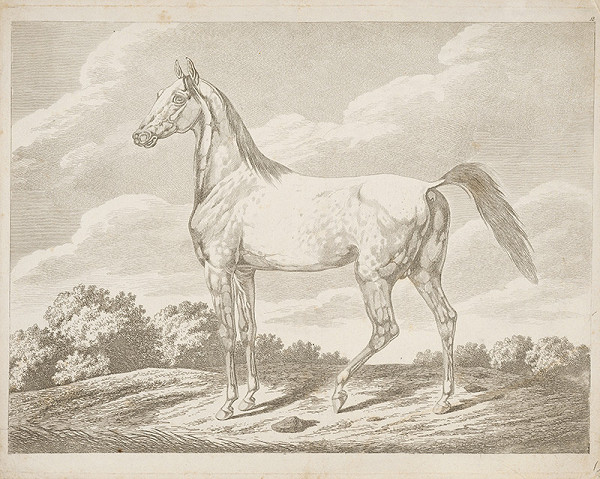 Západoeurópsky autor z 19. storočia – Kôň