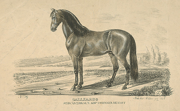 Nemecký grafik Z.S. z 1. polovice 19. storočia – Calliardo