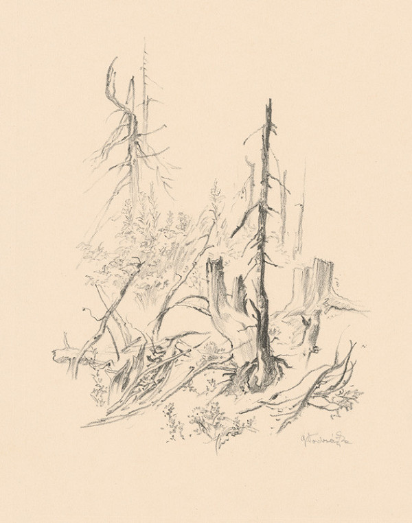 Jaroslav Vodrážka – Štúdia stromov A. 