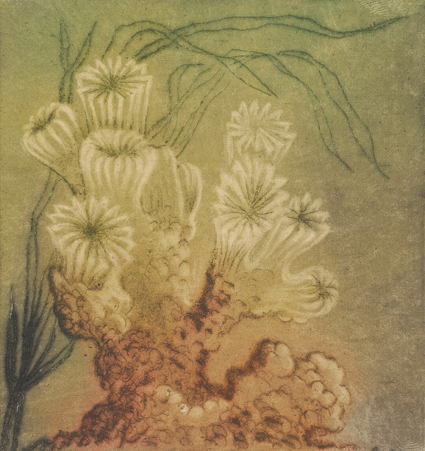 Mária Želibská – Morské tulipány 