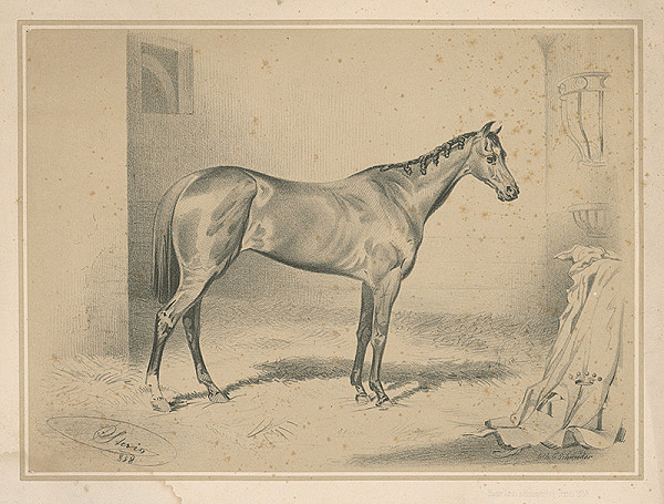 August Schneider – Kôň 