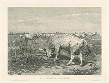 Jenö Doby, Géza Vastagh – Stádo 