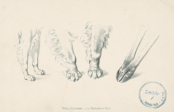 Josef Bermann – Štúdie zvieracích nôh