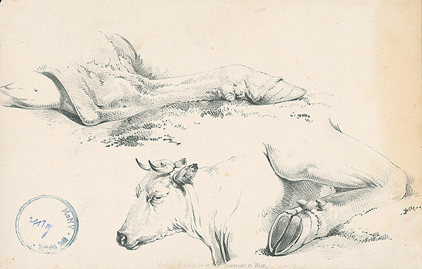 Stredoeurópsky autor z 2. polovice 19. storočia – Štúdie kravy