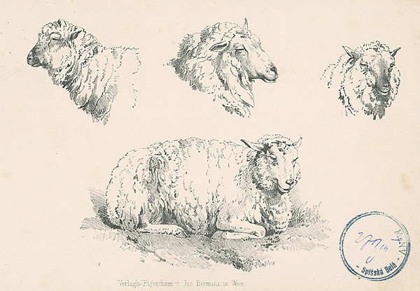 Stredoeurópsky autor z 2. polovice 19. storočia – Štúdie ovce