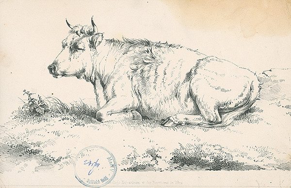 Stredoeurópsky autor z 2. polovice 19. storočia – Krava