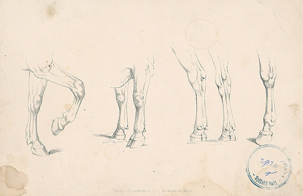 Stredoeurópsky autor z 2. polovice 19. storočia – Štúdie nôh zvierat