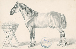 Stredoeurópsky autor z 2. polovice 19. storočia – Kôň 