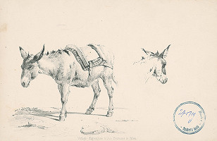 Stredoeurópsky autor z 2. polovice 19. storočia – Štúdie somára 