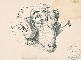 Stredoeurópsky autor z 2. polovice 19. storočia – Štúdia hlavy barana 