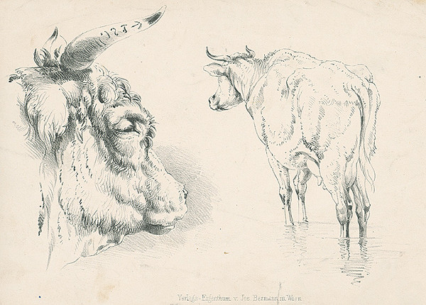 Stredoeurópsky autor z 2. polovice 19. storočia – Štúdie kravy