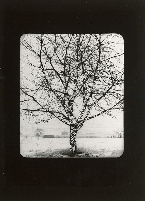 Dezider Tóth – Sneh na strome