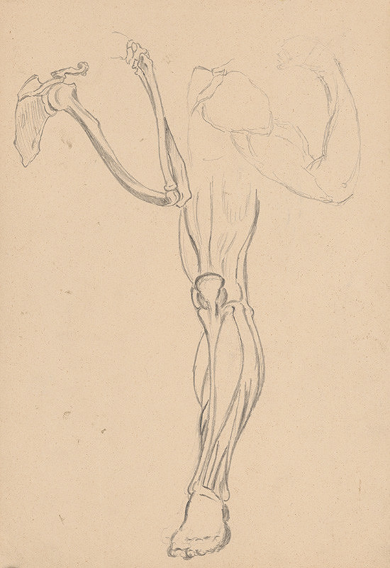 Ján Fadrusz – Štúdia kostry a svalstva ruky a nohy 