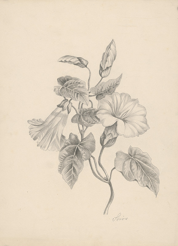 Mária Libayová – Vetvička kvetu 