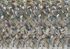 Štefan Schwartz – Z.9531 Imbroglio VI. 