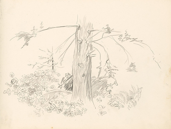 Ján Novák – Strom 