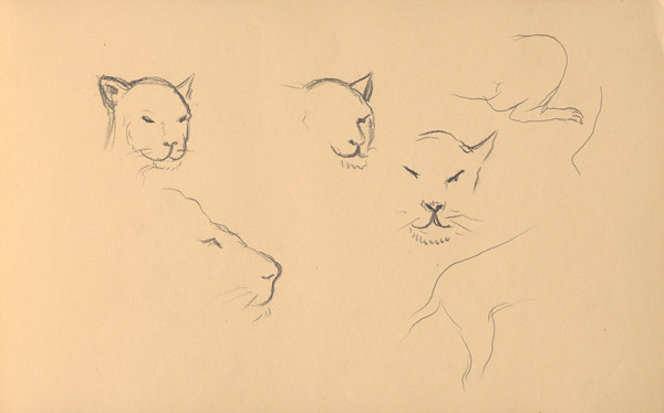 Ján Novák – Štúdie zvierat (levov)