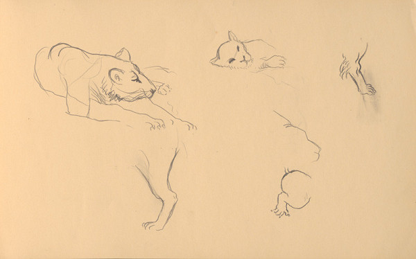 Ján Novák – Štúdie zvierat (levov)