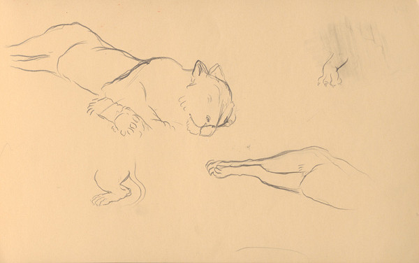 Ján Novák – Štúdie zvierat (levov) 