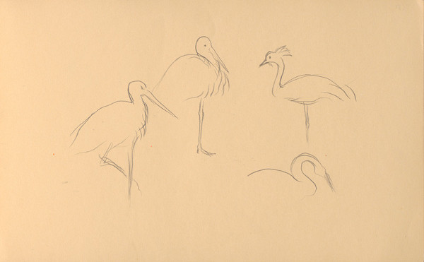 Ján Novák – Štúdie vtákov 