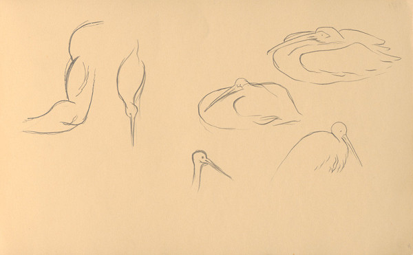 Ján Novák – Štúdie vtákov