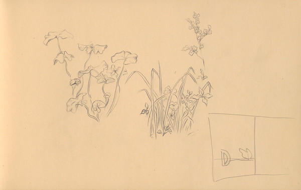 Ján Novák – Štúdie lopúchov 