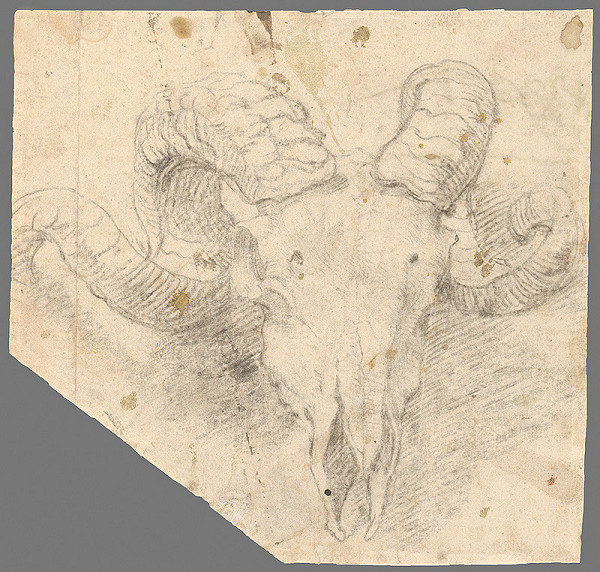 Francúzsky majster z 18. storočia – Štúdia hlavy kozorožca 